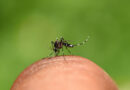 Indaiatuba confirma a décima morte por dengue