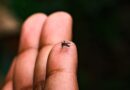 Indaiatuba confirma a nona morte por dengue