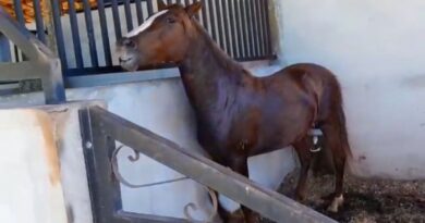 Sobe para 122 o total de mortes de cavalos