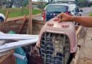 Gato abandonado em caçamba é resgatado por guardas