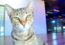 Gato em academia da Morada do Sol gera notificação da Prefeitura