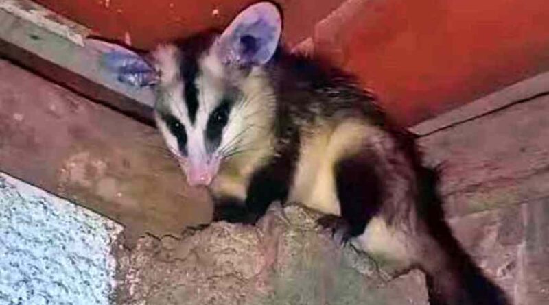 Saruê é capturado pelo Grupamento Ambiental