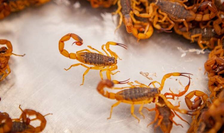 Indaiatuba teve 46 ocorrências com escorpiões em 2025