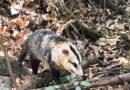 Prefeitura promove a soltura de 24 animais silvestres em matas