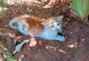Gato e jacu são resgatados pela Guarda em Indaiatuba