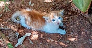 Gato e jacu são resgatados pela Guarda em Indaiatuba
