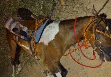 Cavalo é resgatado de maus-tratos em Helvetia