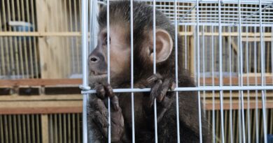 Operação Aruana apreende macaco-prego e outros animais em Indaiatuba