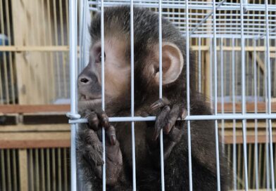 Operação Aruana apreende macaco-prego e outros animais em Indaiatuba