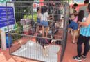 Evento no Parque do Buru terá doação de cães e gatos