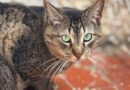 Polo Shopping recebe feira de adoção de animais da Focinho Amigo