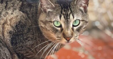Polo Shopping recebe feira de adoção de animais da Focinho Amigo
