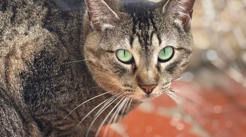 Polo Shopping recebe feira de adoção de animais da Focinho Amigo